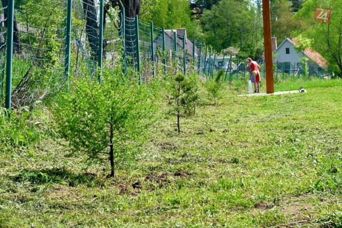 Ilustračný obrázok k článku Popradčania vyberajú lokality pre nové stromy. Niektorí ponúkajú i pomoc pri sadení